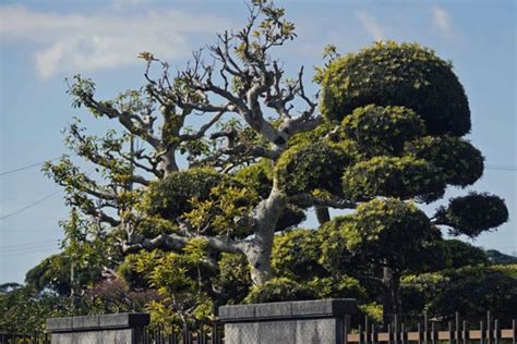 樹型種類|庭木におすすめの常緑樹38種！低木、中木、高木、花木、果樹、。